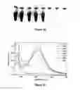Fig. 16 - TEMPLATE DIRECTED FORMATION OF METAL NANOPARTICLES AND USES THEREOF