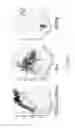 Fig. 08 - Continuous authentic of mobile device users