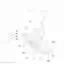 Fig. 01 - Projection display component and electronic device