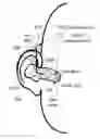Fig. 01 - Hearing device adapted for estimating a current real ear to coupler difference
