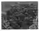 Fig. 01 - Spiraea Plant Named 'SMNSJSP'