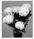 Fig. 01 - Hydrangea plant named 'Hortmaclepa'
