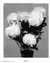 Fig. 02 - Hydrangea plant named 'Hortmaclepa'