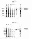 Fig. 04 - RODENTICIDE