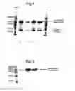 Fig. 05 - RODENTICIDE