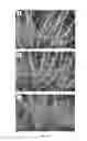 Fig. 21 - MICROBIAL COMPOSITIONS FOR USE IN COMBINATION WITH SOIL INSECTICIDES FOR BENEFITING PLANT GROWTH
