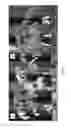 Fig. 02 - PLANTING MATRICES COMPRISING BACILLUS SPP. MICROORGANISMS FOR BENEFITING PLANT GROWTH