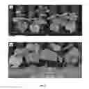 Fig. 05 - PLANTING MATRICES COMPRISING BACILLUS SPP. MICROORGANISMS FOR BENEFITING PLANT GROWTH