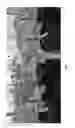 Fig. 07 - BACILLUS LICHENIFORMIS RTI184 COMPOSITIONS AND METHODS OF USE FOR BENEFITING PLANT GROWTH
