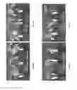 Fig. 12 - BACILLUS AMYLOLIQUEFACIENS RTI472 COMPOSITIONS AND METHODS OF USE FOR BENEFITING PLANT GROWTH AND TREATING PLANT DISEASE