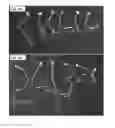 Fig. 06 - Microbial compositions and methods of use for benefiting plant growth and treating plant disease