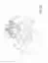 Fig. 23 - Method and apparatus for processing crustacean body parts and processed crustacean body parts