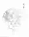 Fig. 26 - Method and apparatus for processing crustacean body parts and processed crustacean body parts