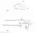 Fig. 02 - FEED FOR LACTATING RUMINANTS