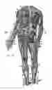 Fig. 11 - RESISTANCE EXERCISE CLOTHING