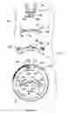 Fig. 02 - Interchangeable jewelry, particularly a ring assembly