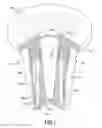Fig. 02 - WATER CATCHMENT DEVICE FOR UMBRELLA