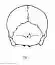 Fig. 02 - METHOD FOR DIAGNOSING CRANIAL BONE DISPLACEMENT