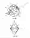 Fig. 05 - Basket catheter with improved spine flexibility