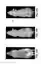 Fig. 07 - APPARATUS AND METHOD FOR MULTI-MODAL IMAGING