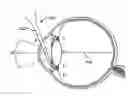Fig. 01 - Fasteners, deployment systems, and methods for ophthalmic tissue closure and fixation of ophthalmic prostheses and other uses