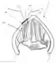 Fig. 01 - Devices and methods for anterior arytenoid adduction