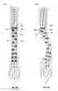 Fig. 20 - Spine alignment system