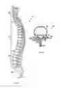 Fig. 02 - SPINAL STABILIZATION CAM-LOCKING CROSS-CONNECTOR
