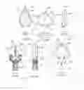 Fig. 25 - ATRAUMATIC MEDICAL DEVICE ANCHORING AND DELIVERY SYSTEM WITH ENHANCED ANCHORING