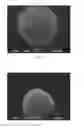 Fig. 10 - Compositions providing delayed release of actives
