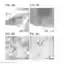 Fig. 13 - Synthetic nanostructures including nucleic acids and/or other entities