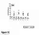 Fig. 04 - METHODS AND COMPOSITIONS FOR IMPROVING OUTCOMES OF LIPOSOMAL CHEMOTHERAPY