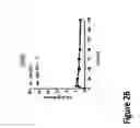 Fig. 07 - METHODS AND COMPOSITIONS FOR IMPROVING OUTCOMES OF LIPOSOMAL CHEMOTHERAPY