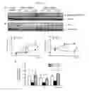Fig. 05 - Methods and compositions for treating kidney disorders