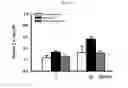 Fig. 11 - Methods and compositions for treating kidney disorders