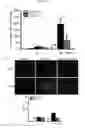 Fig. 26 - Methods and compositions for treating kidney disorders
