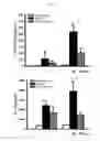 Fig. 31 - Methods and compositions for treating kidney disorders