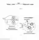 Fig. 04 - Compositions and methods for the treatment of cancer