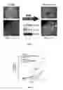 Fig. 04 - Methods for inhibiting mesenchymal phenotype after epithelial-to-mesenchymal transition