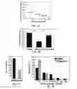 Fig. 05 - Methods and compositions for the treatment of proliferative vascular disorders