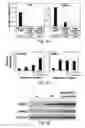 Fig. 06 - Methods and compositions for the treatment of proliferative vascular disorders