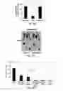 Fig. 09 - Methods and compositions for the treatment of proliferative vascular disorders