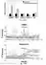 Fig. 12 - Methods and compositions for the treatment of proliferative vascular disorders
