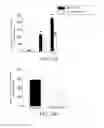 Fig. 13 - Composition containing a DPP-IV inhibitor for preventing or treating renal diseases