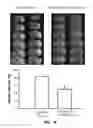 Fig. 14 - Composition for reducing nervous system injury and method of making and use thereof