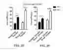 Fig. 06 - Method of improving cognition and social behavior in humans having deficits therein due to neurodegenerative disorders and compounds and compositions therefor