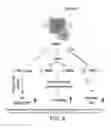 Fig. 19 - Method of improving cognition and social behavior in humans having deficits therein due to neurodegenerative disorders and compounds and compositions therefor