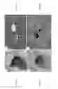 Fig. 02 - Polyhydroxylated bile acids for treatment of biliary disorders