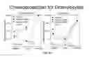 Fig. 05 - ADMINISTRATION OF A THIOL-BASED CHEMOPROTECTANT COMPOUND