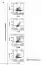 Fig. 09 - Placenta-derived multipotent stem cells